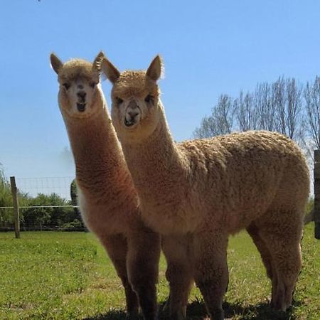 Domaine Ramonjavel, Glamping & Alpaca'S Bed and Breakfast Fongrave Exteriör bild