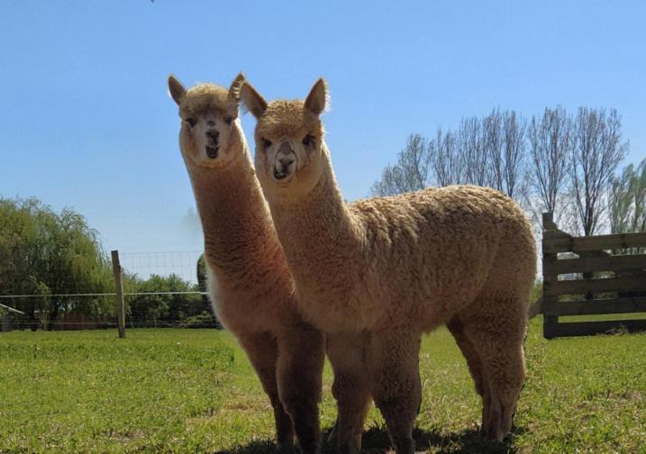 Domaine Ramonjavel, Glamping & Alpaca'S Bed and Breakfast Fongrave Exteriör bild