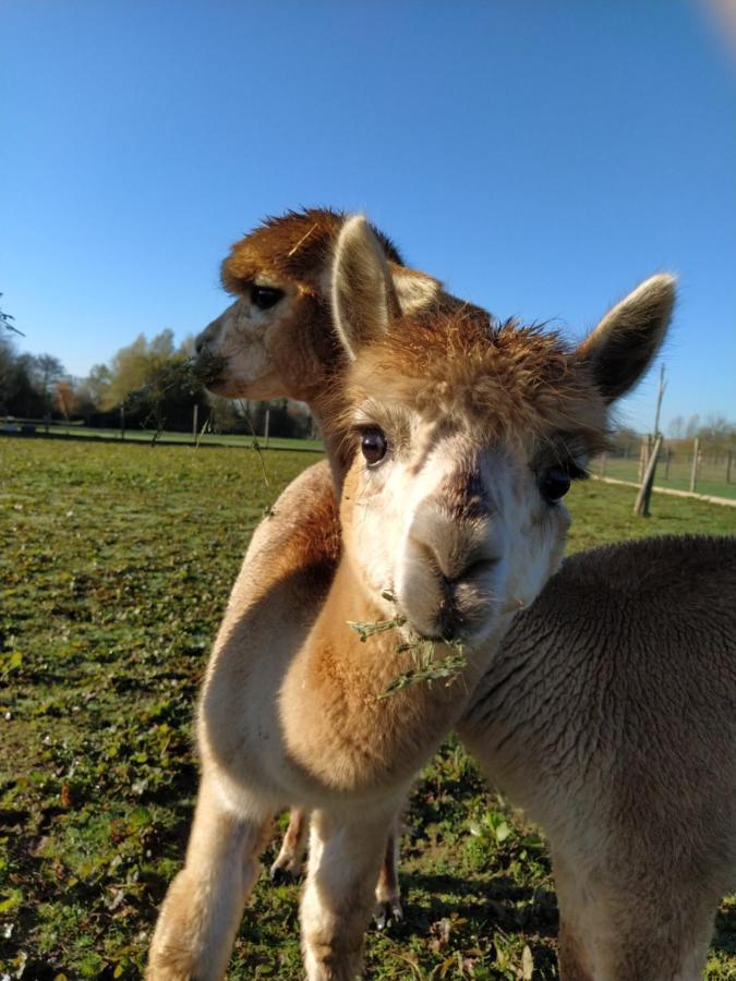 Domaine Ramonjavel, Glamping & Alpaca'S Bed and Breakfast Fongrave Exteriör bild